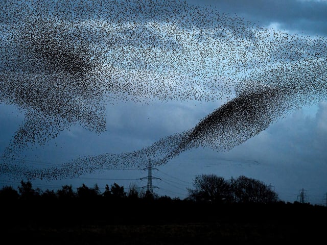Starlings put on a display as they gather in murmurations in Gretna, Scotland.