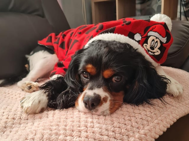 Michelle Louise Hull shared this photo of dog Ovie rocking a new sweater.