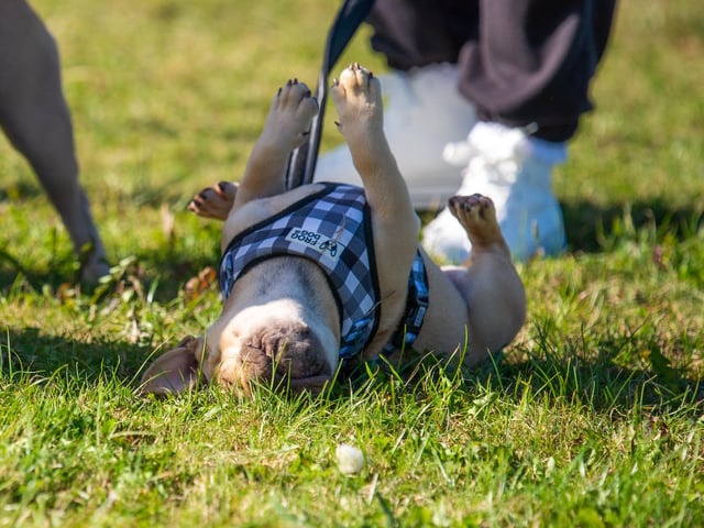 Nothing to see here, just a dog relaxing in the sun