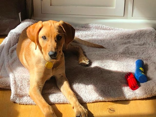 Rusty is a pointador - a Labrador x Pointer - and lives with Joanna Dunlop