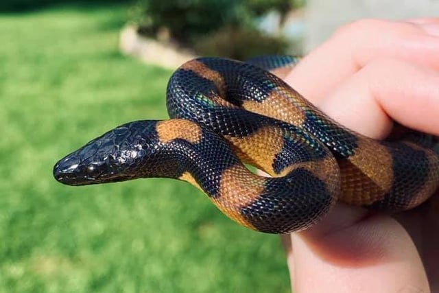 A close up of Reaper, a young Bismarck Ringed Python belonging to Emma Swinton. Adults can grow up to a length of six foot!