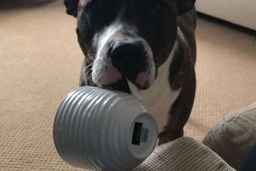 Ellen Legge said: "Vinnie loves a brew and I love how he carries his cup around with the handle, he never fails to brighten my day."