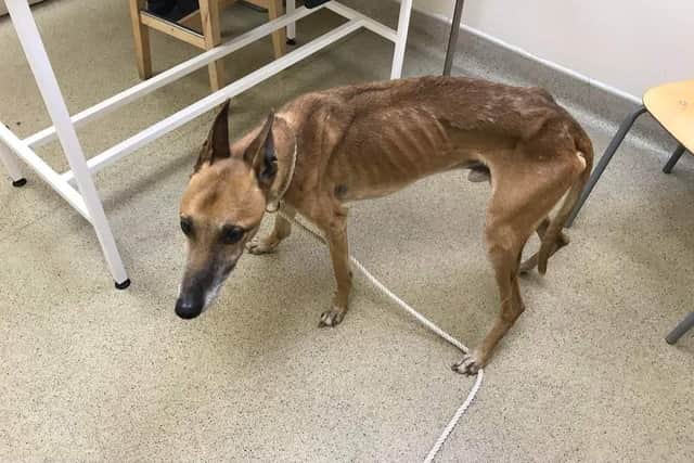 A neglected dog was taken into the care of the RSPCA