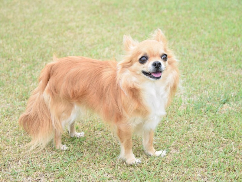 Chihuahua's (long coat) tend to enjoy cuddling into their owners. They also shed minimal fur for those owners who want a dog that won't get hair everywhere. Just over 1,000 people registered this breed last year in the UK.