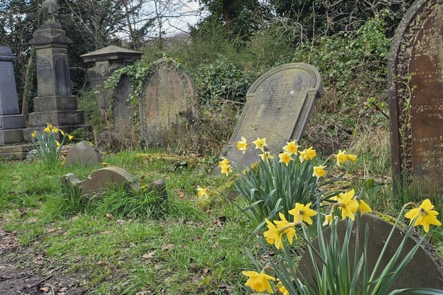 Sunshine and daffodils in General Cemetary by John Ranyard