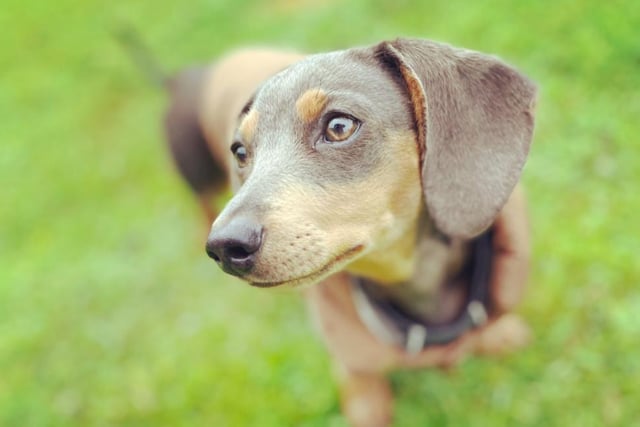 The very photogenic Willow, a miniature daschund who lives with Jocelyn Hannah