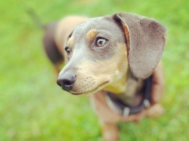 The very photogenic Willow, a miniature daschund who lives with Jocelyn Hannah