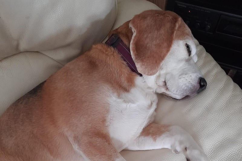 Here's Coco Beagle just dozing away, nice and peacefully.