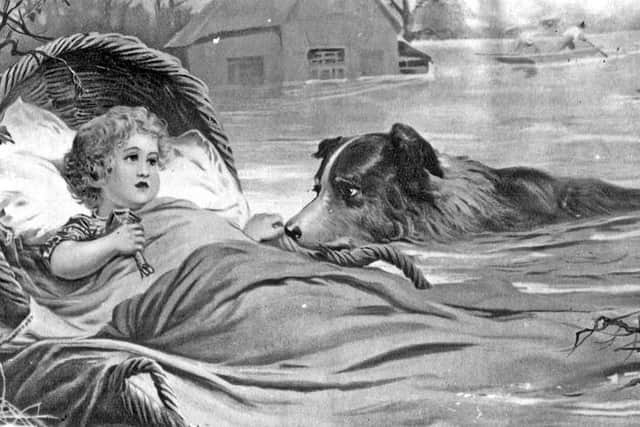 The picture of Rollo the dog who reportedly saved a child from the Sheffield flood of 1864. Image: Picture Sheffield.