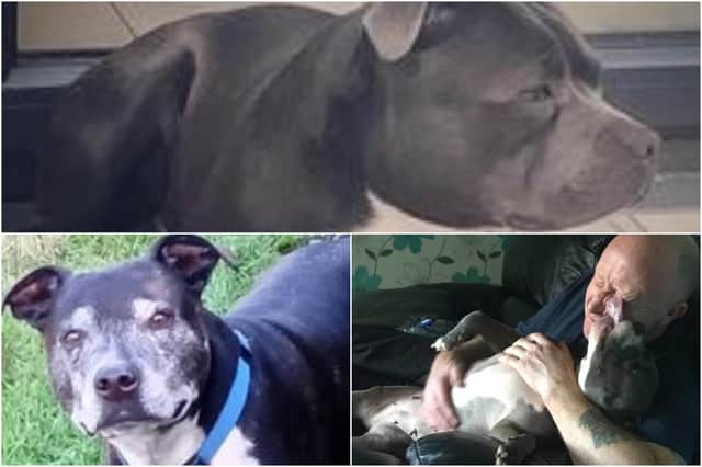 Favourite photos of their Staffordshire bull terriers have been submitted by Paula Royle, Sarah Darkdory Dodson and Julie Hunt.