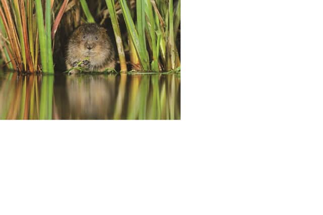 A water vole needs the Yorkshire wetlands