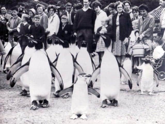 Edinburgh Zoo turns 107 this year