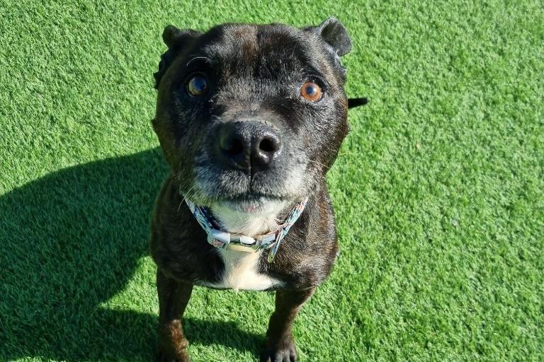 Breed Staffordshire Bull Terrier
Sex Male
Age 11 years 0 months.
Lovable Levi is a lovely natured staffie with a gorgeous staffy smile. He has a friendly nature and could live with children aged 8+ in his new home. He is to be the only pet but is dog friendly and can have friends out and about.