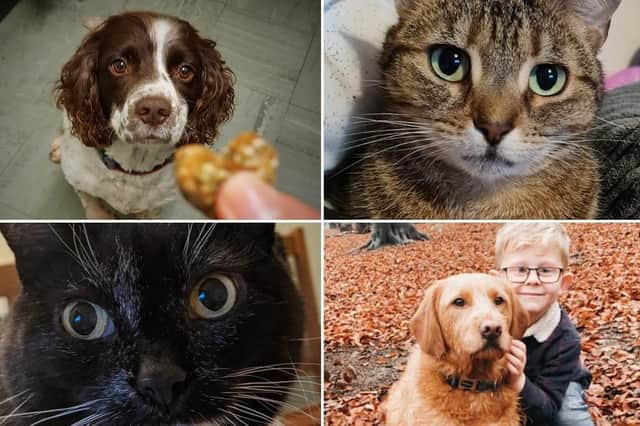 Click through this article to see our readers pets.