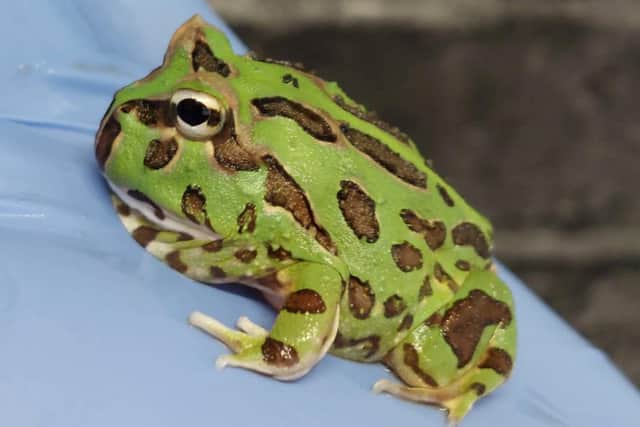 The dumped horn frog found in a bag for life. The cost-of-living crisis is forcing exotic pet owners to abandon their animals