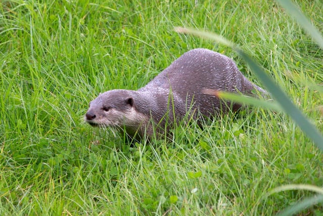 An otter at Yorkshire Wildlife Park has found love again after his former partner died five months ago.