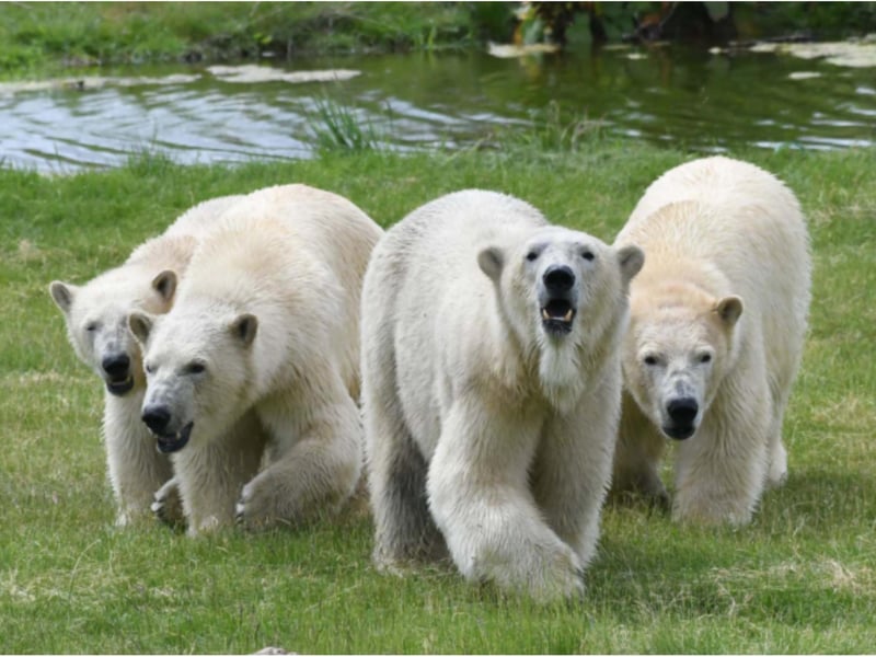 The bears were transported across Europe.