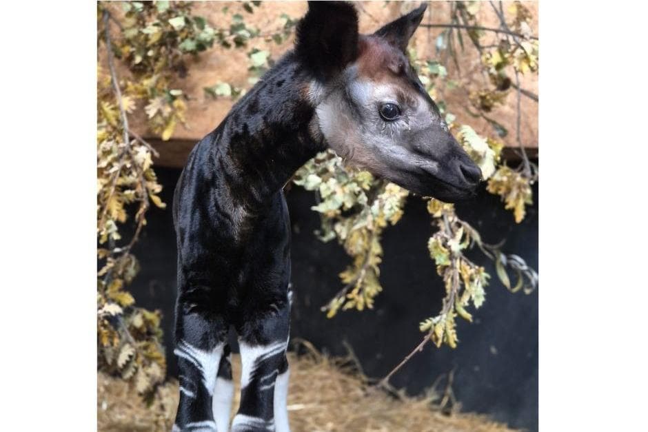 Okapi Embryological Development Yorkshire Wildlife Park celebrating the birth of baby Okapi