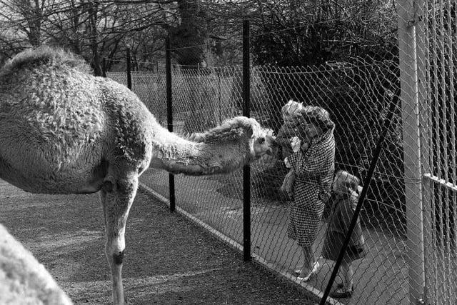 Toddler being introduced to one of Edinburgh Zoo's dromedary camels in 1962