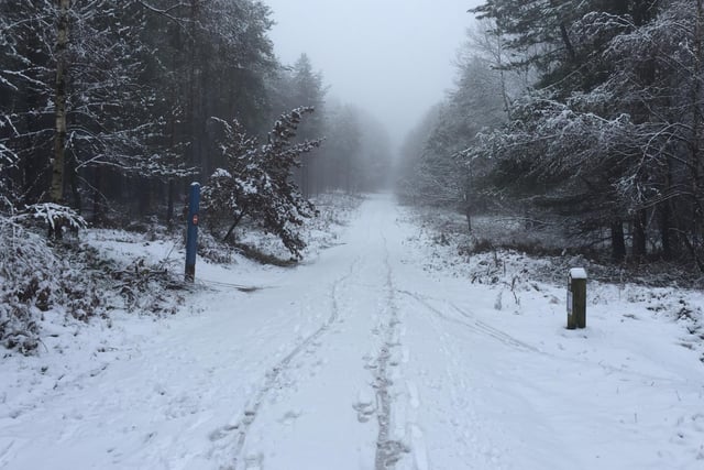 A  snowy forest walk through the woods in the Sherwood Pines area