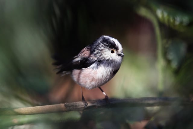 The long tailed tit was seen in 28.1% of gardens in South Yorkshire in 2020.