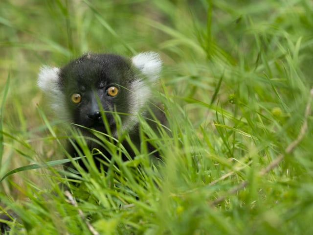 Black and white ruffed lemur