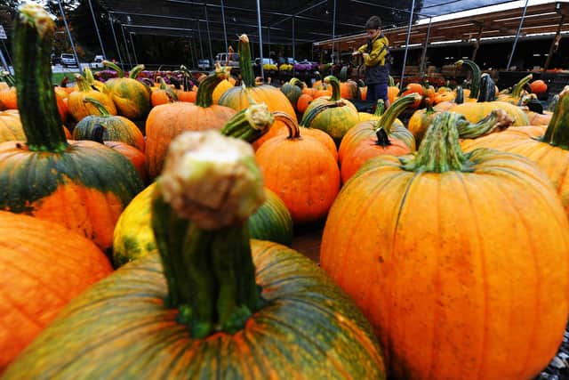 Here are five pumpkin patches within an hour of Sheffield where you can go pumpkin picking this autumn and Halloween. Photo by JEWEL SAMAD/AFP via Getty Images.