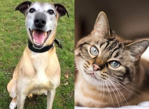 Whether you're a cat, a dog or a rabbit person, there are some adorable Edinburgh rescue pets looking for a new home. Photo credit SSPCA/Canva Pro