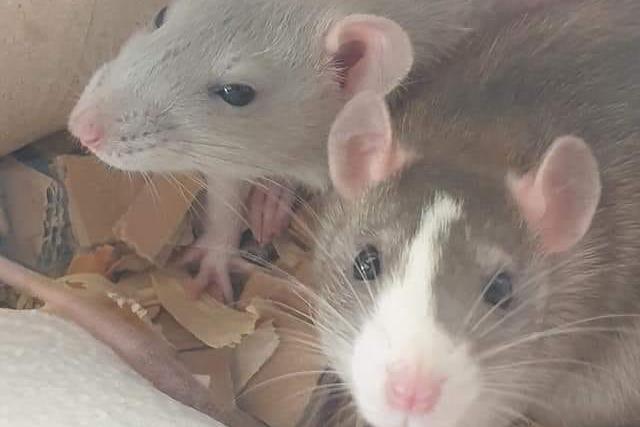 Are all rats this gorgeous? Look at their little faces - so cute!