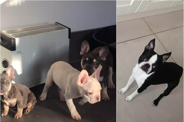 The three puppies and a dog were stolen from a house in Hatfield Woodhouse.