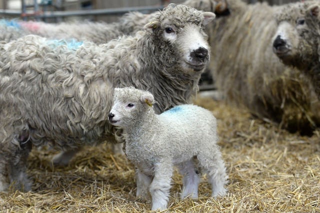 Ewes and rams mate in a process called 'tupping'. This generally takes place in the autumn, and the gestation period lasts around five months before a lamb is born. Pregnant women are customarily advised to avoid contact with sheep during the lambing season.