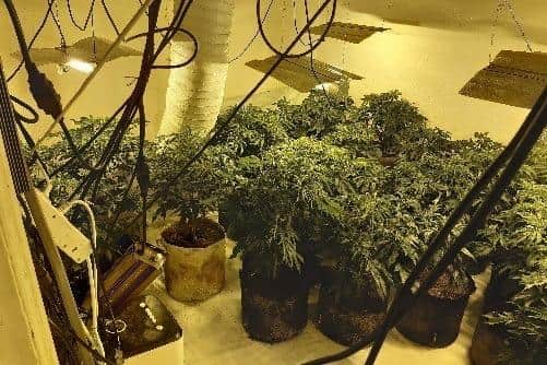 Sheffield Crown Court has heard how an Albanian illegal immigrant has been jailed for producing cannabis after police discovered a harvest of the drugs valued at £200,000 at a property on Thirlwell Road, at Heeley, Sheffield.