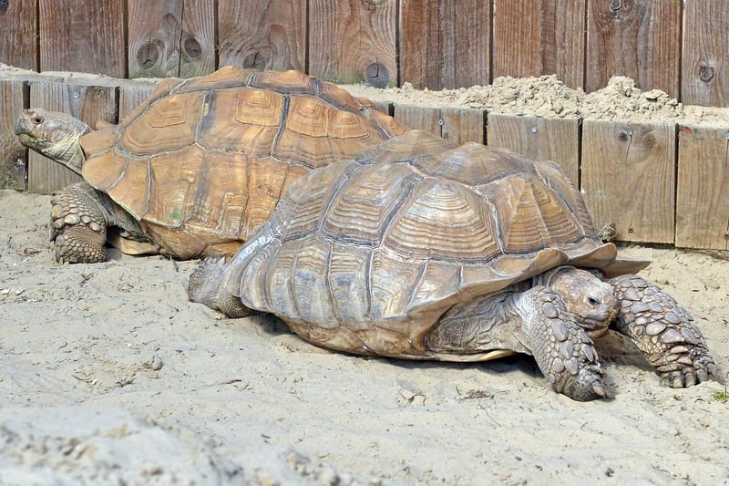 The farm have welcomed a new sulcata tortoise to their growing family