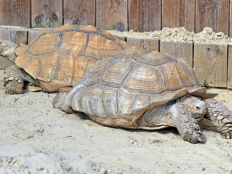 The farm have welcomed a new sulcata tortoise to their growing family