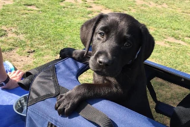 Sharen Rees says: "We welcomed a black Labrador called Bobby."