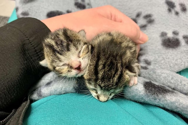 Kittens Jesse and Bobby were plucked to safety from on a conveyor belt after being spotted by eagle-eyed workers at J&B Recycling in Hartlepool.