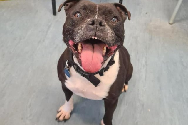 Ten year old Penny is a an old girl, but there's plenty of fight in her yet! She's very clever, too - you'll have to keep an eye on her or who knows where she'll end up! She's a solitary animal and doesn't like other dogs or cats, but loves people.
