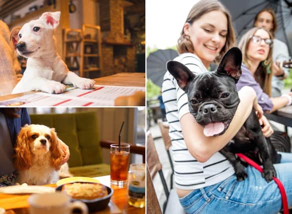 Going out for coffee doesn't mean you need to leave the dog at home, so long as you visit these dog-friendly Edinburgh cafes. Photo: gorodisskij / Getty Images / Canva Pro. nature picture / Getty Images / Canva Pro. RossHelen / Getty Images / Canva Pro.