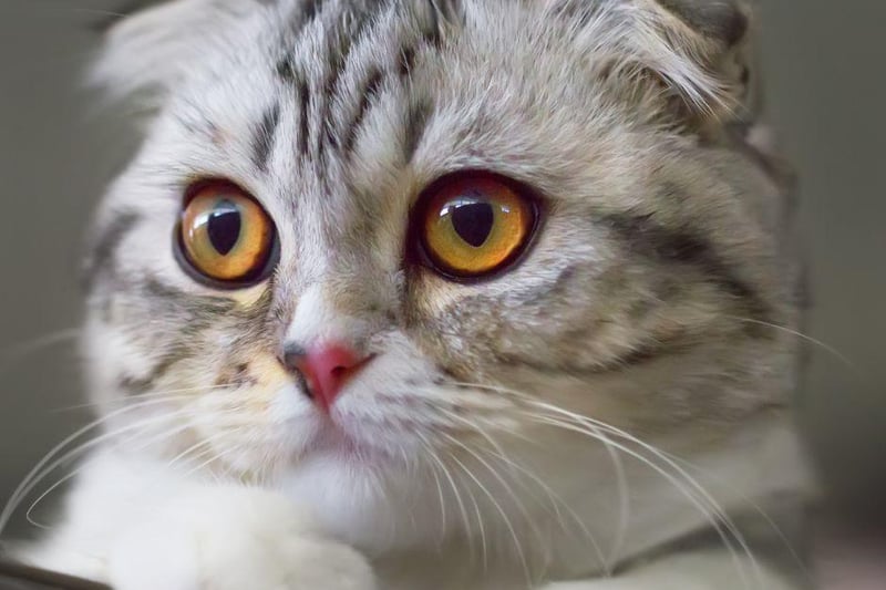 The Scottish Fold can weigh up to 14lbs and has a whopping 10,387,236 tags on Instagram.