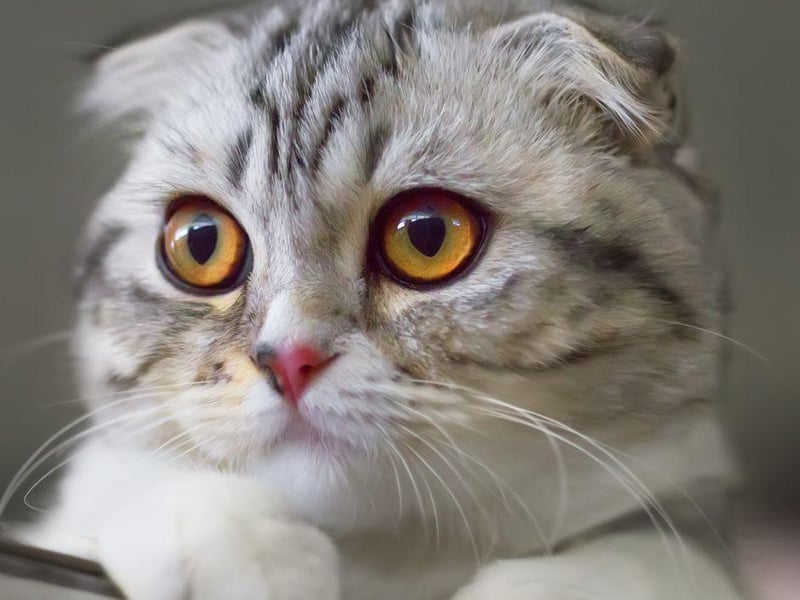 The Scottish Fold can weigh up to 14lbs and has a whopping 10,387,236 tags on Instagram.