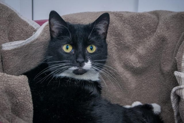 Kiki is a happy cat, with a friendly nature. She is sweet and affectionate, and she loves to sit on your lap and enjoys being made a fuss of. She likes being brushed and loves attention, but she also enjoys her own space and independence too