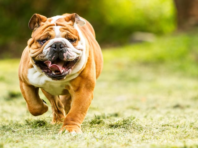 The Bulldog is a great companion for children. These dogs are loyal and can adapt to most environments. They are always happy to spend time with their families (Photo: Shutterstock)