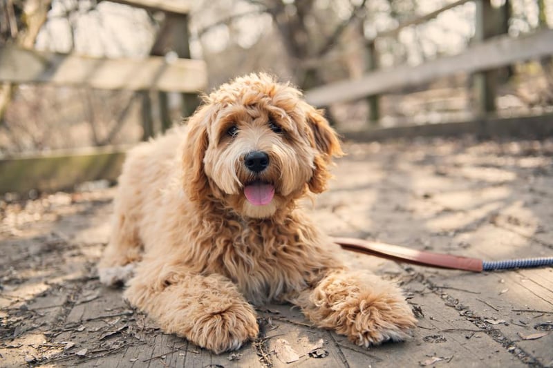 In the Netherlands, the Labradoodle was ranked as the top dog in regards to popularity.