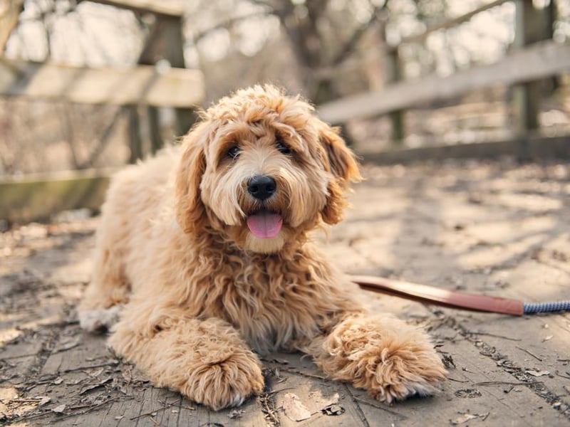 In the Netherlands, the Labradoodle was ranked as the top dog in regards to popularity.
