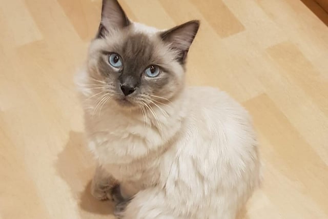 Ralph the Ragdoll. Shared by Christy Leanne East.