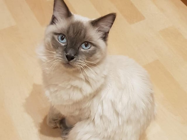 Ralph the Ragdoll. Shared by Christy Leanne East.