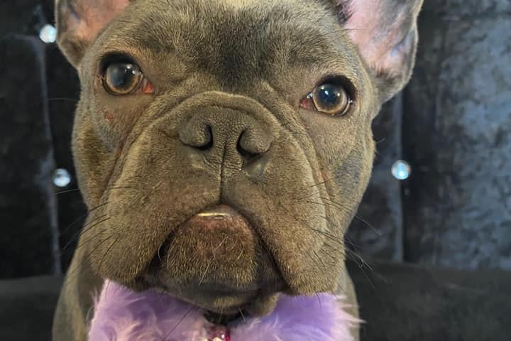 Katie Stratford's Frenchie is definitely pretty and they know it.