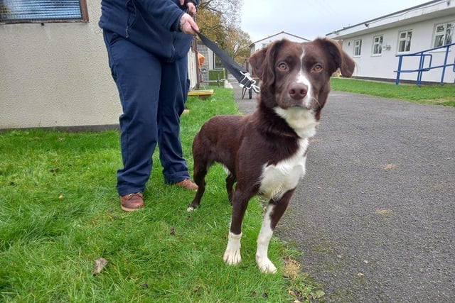 Forest is a lovely and affectionate young boy who is now ready to find his forever home. He is very active so would like his owners to be the same. He is also very intelligent so would excel at dog training.