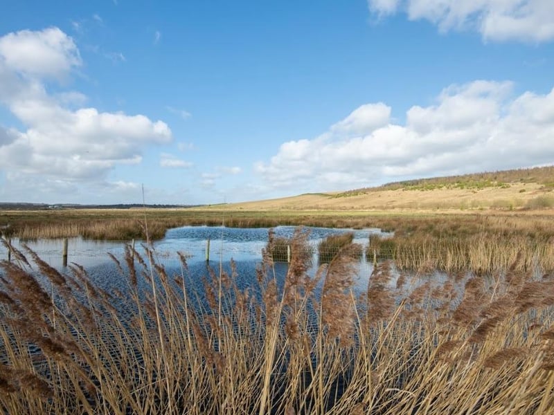 A former open-cast mine turned into a 1,000-acre wetland paradise. This is your best bet for seeing star species like the Bittern, Bearded Tit, and wintering Short-eared Owls.