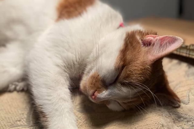 Gracie, a street cat from Romania, was found trying to care for her two kittens - who are now also in the UK.
Sharron French has since adopted her and said: "She is the most cuddly cat ever, made possible with the great support from The Pack Project."